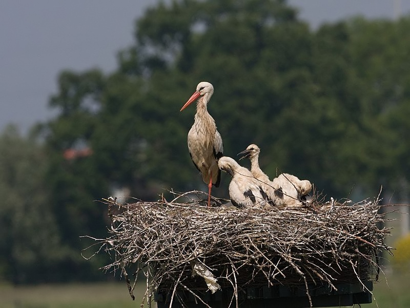 Ciconia ciconia White Stork Ooievaar